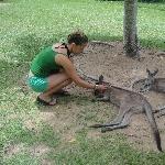 The Steve Irwin Australia Zoo in Beerwah, Queensland Vacation Pictures