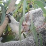 The Steve Irwin Australia Zoo in Beerwah, Queensland Holiday Adventure