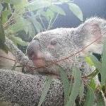 The Steve Irwin Australia Zoo in Beerwah, Queensland Trip Photos