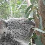 The Steve Irwin Australia Zoo in Beerwah, Queensland Diary Pictures