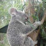 The Steve Irwin Australia Zoo in Beerwah, Queensland Diary Tips