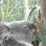 The Steve Irwin Australia Zoo in Beerwah, Queensland Pictures