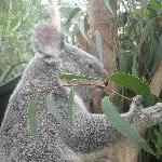 The Steve Irwin Australia Zoo in Beerwah, Queensland Travel Picture