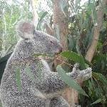 The Steve Irwin Australia Zoo in Beerwah, Queensland Trip Guide