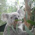 The Steve Irwin Australia Zoo in Beerwah, Queensland Travel Guide