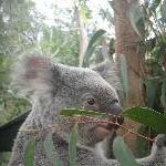 The Steve Irwin Australia Zoo in Beerwah, Queensland Holiday Tips