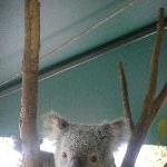 The Steve Irwin Australia Zoo in Beerwah, Queensland Holiday Experience
