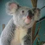 The Steve Irwin Australia Zoo in Beerwah, Queensland Diary Picture