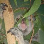 The Steve Irwin Australia Zoo in Beerwah, Queensland Travel Pictures
