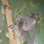 The Steve Irwin Australia Zoo in Beerwah, Queensland Trip Vacation