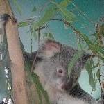 The Steve Irwin Australia Zoo in Beerwah, Queensland Travel