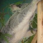 The Steve Irwin Australia Zoo in Beerwah, Queensland Travel Review