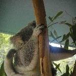 The Steve Irwin Australia Zoo in Beerwah, Queensland Photography