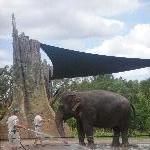 The Steve Irwin Australia Zoo in Beerwah, Queensland Photo