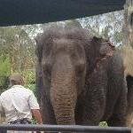 The Steve Irwin Australia Zoo in Beerwah, Queensland Vacation Diary