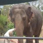 The Steve Irwin Australia Zoo in Beerwah, Queensland Travel Photographs