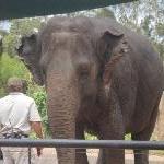The Steve Irwin Australia Zoo in Beerwah, Queensland Picture