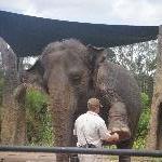 The Steve Irwin Australia Zoo in Beerwah, Queensland Trip Adventure