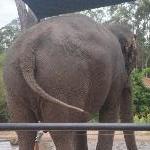 The Steve Irwin Australia Zoo in Beerwah, Queensland Vacation Experience