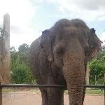 The Steve Irwin Australia Zoo in Beerwah, Queensland Travel Diary