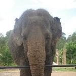 The Steve Irwin Australia Zoo in Beerwah, Queensland Travel Adventure