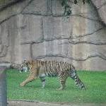 The Steve Irwin Australia Zoo in Beerwah, Queensland Travel Package