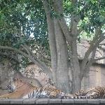 The Steve Irwin Australia Zoo in Beerwah, Queensland Blog Information