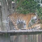 The Steve Irwin Australia Zoo in Beerwah, Queensland Photographs