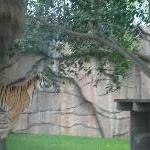 The Steve Irwin Australia Zoo in Beerwah, Queensland Diary Sharing