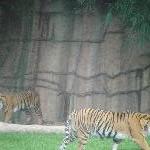 The Steve Irwin Australia Zoo in Beerwah, Queensland Trip Pictures