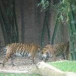 The Steve Irwin Australia Zoo in Beerwah, Queensland Album Sharing