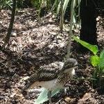 The Steve Irwin Australia Zoo in Beerwah, Queensland Holiday Adventure