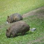 The Steve Irwin Australia Zoo in Beerwah, Queensland Photography