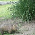 The Steve Irwin Australia Zoo in Beerwah, Queensland Blog Picture