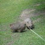 The Steve Irwin Australia Zoo in Beerwah, Queensland Photo