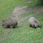 The Steve Irwin Australia Zoo in Beerwah, Queensland Travel Album