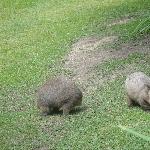 The Steve Irwin Australia Zoo in Beerwah, Queensland Blog Photos