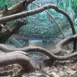 The Steve Irwin Australia Zoo in Beerwah, Queensland Vacation Adventure