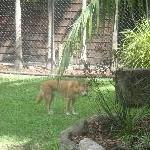 The Steve Irwin Australia Zoo in Beerwah, Queensland Holiday Review