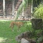 The Steve Irwin Australia Zoo in Beerwah, Queensland Diary Pictures