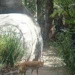 The Steve Irwin Australia Zoo in Beerwah, Queensland Diary Tips