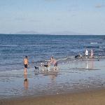 Dogs at Eimeo Beach in Mackay