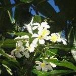 Frangipani flowers in Mackay