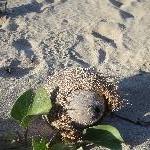 Coconuts on Blacks Beach, Mackay Australia