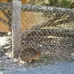 Cute little quokka, WA, Rottnest Island Australia