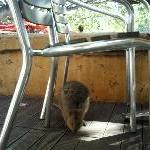 Quokka hiding on Rottnest