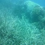 Coral viewing at Great Barrier Reef