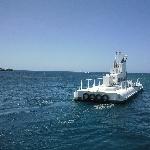 Great Barrier Reef coral viewing