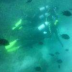 Diving the Great Barrier Reef