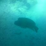 Maori Wrasse at Great Barrier Reef